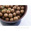 Big Size Roasted Macadamia In Shell For Sale